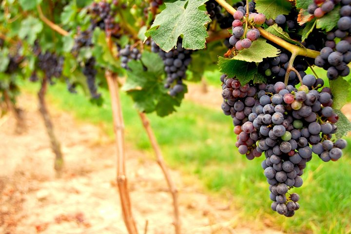 Vineyards of Napa and Sonoma